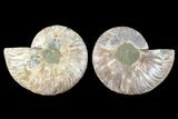 Cut & Polished Ammonite Fossil - Crystal Chambers #88225-1